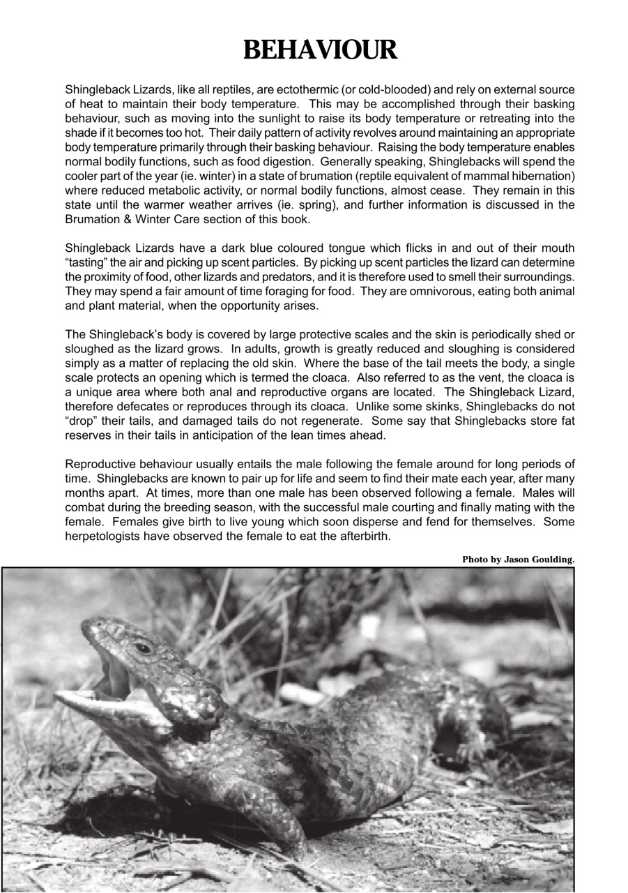 Reptile Publications Preview Pages