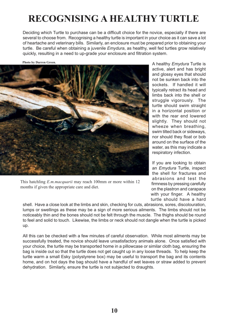 Reptile Publications Preview Pages