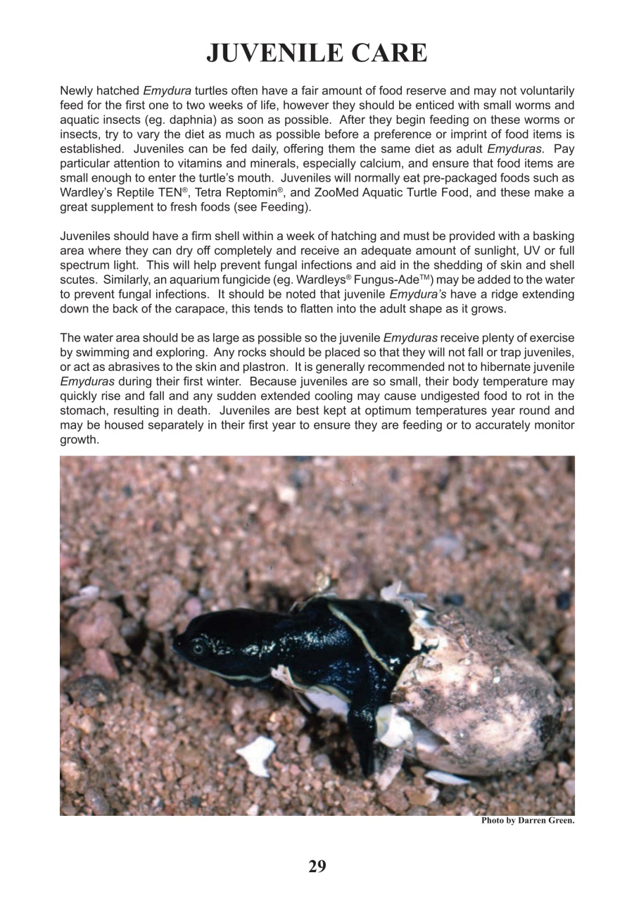 Reptile Publications Preview Pages