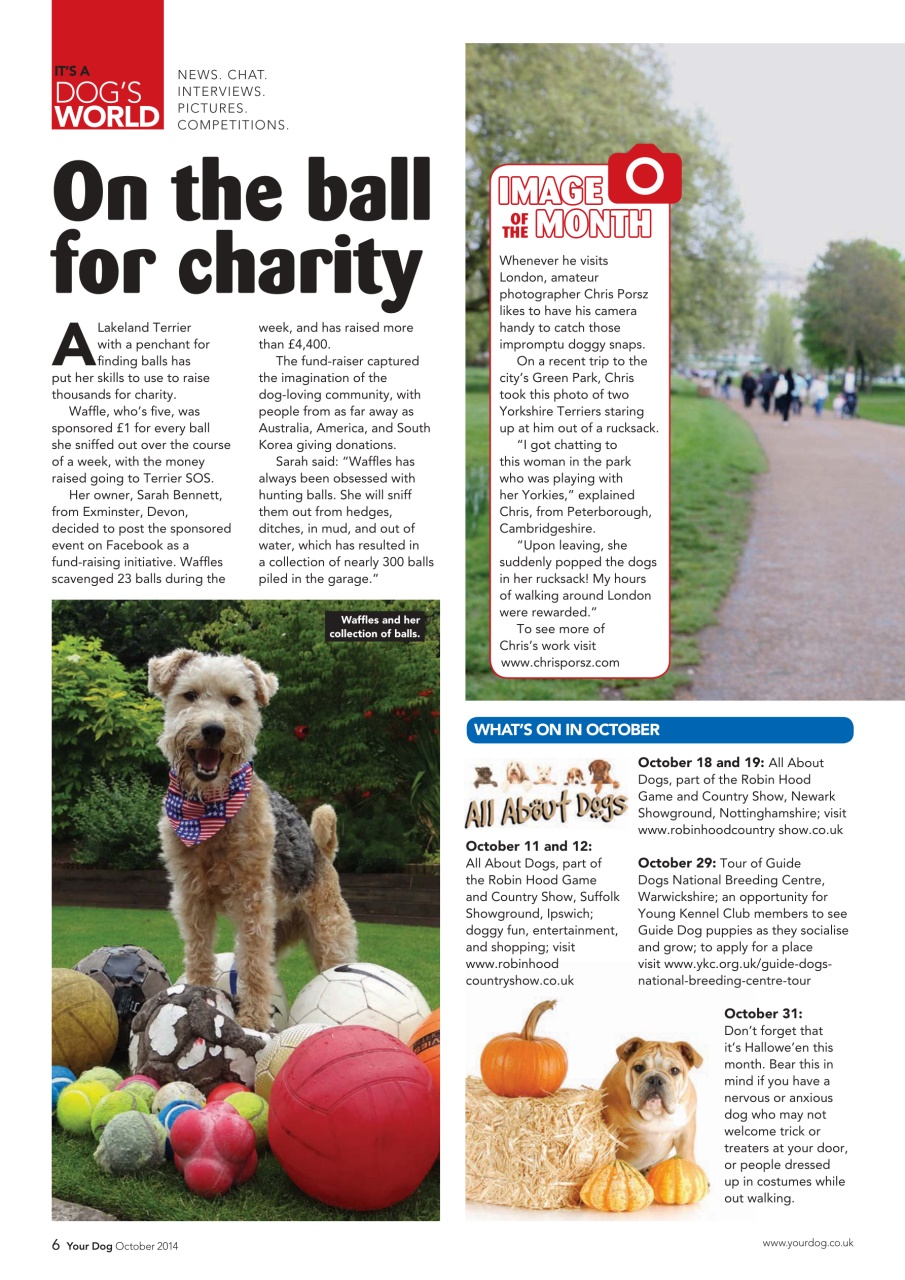 Your Dog Preview Pages