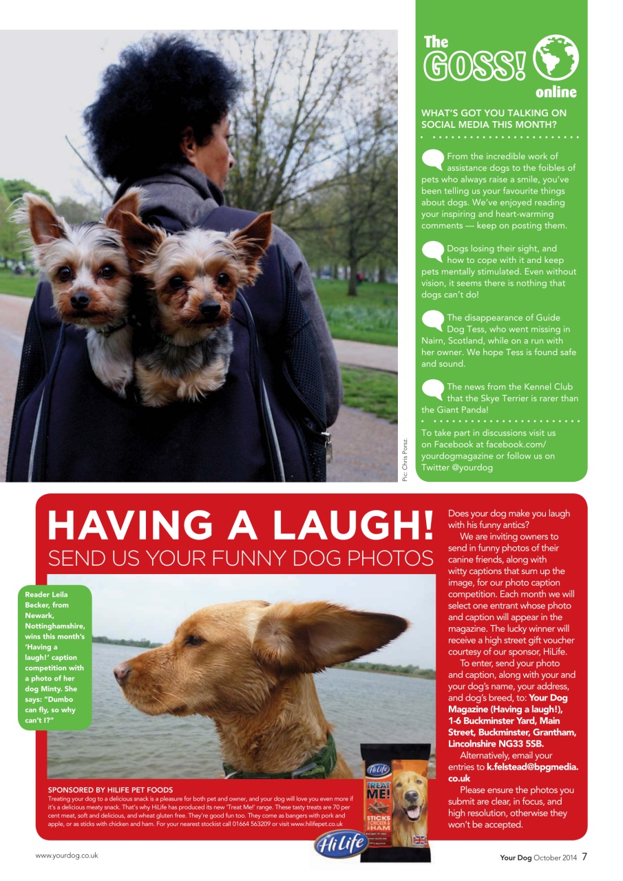 Your Dog Preview Pages