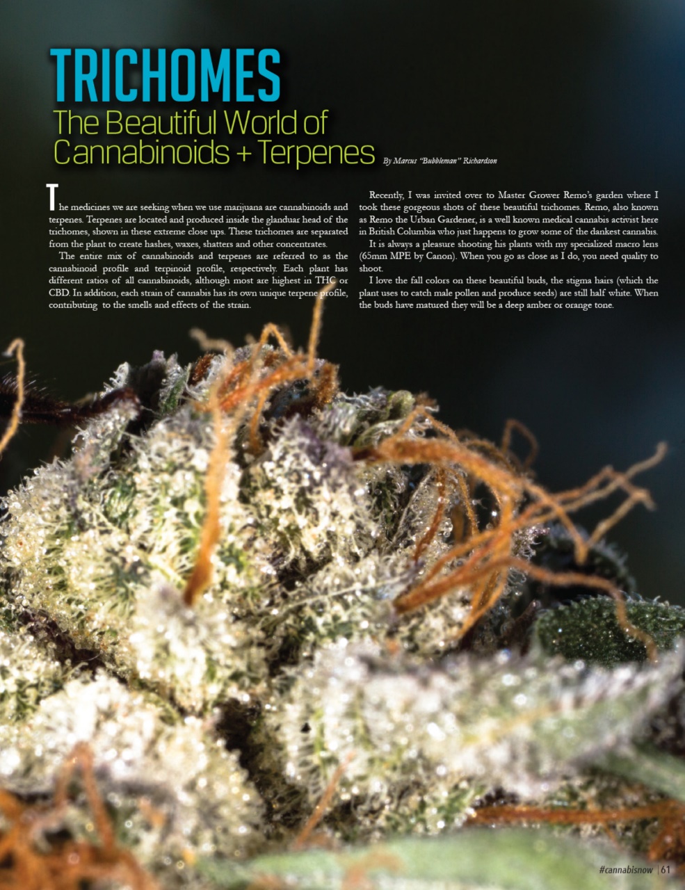 Cannabis Now Preview Pages