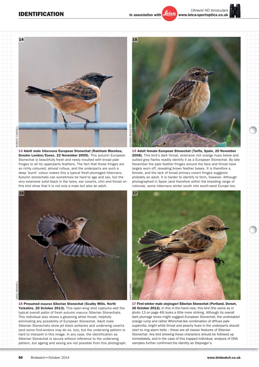 Birdwatch Magazine Preview Pages