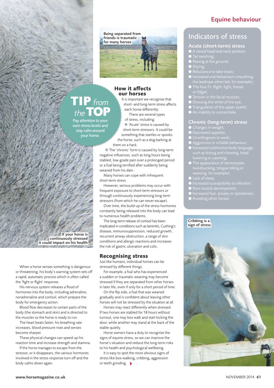 Horse Preview Pages