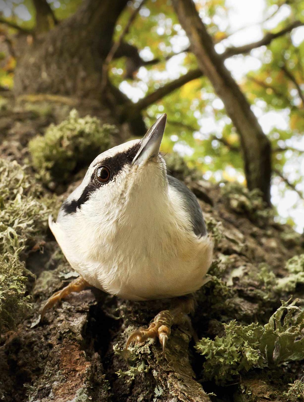 BBC Wildlife Magazine Preview Pages