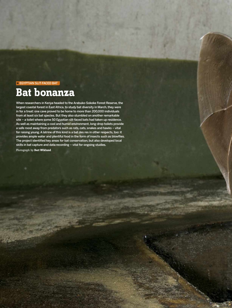 BBC Wildlife Magazine Preview Pages