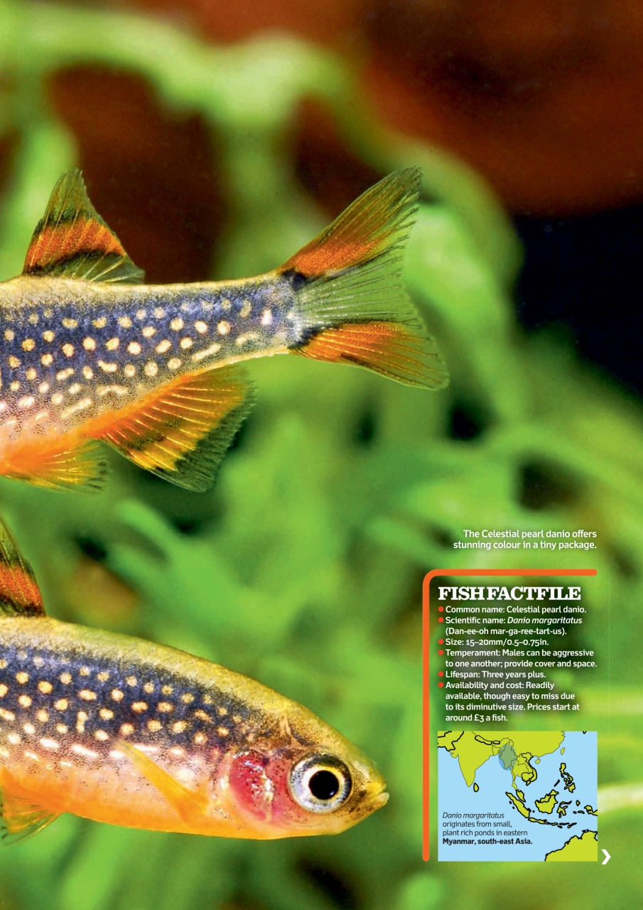 Practical Fishkeeping Preview Pages