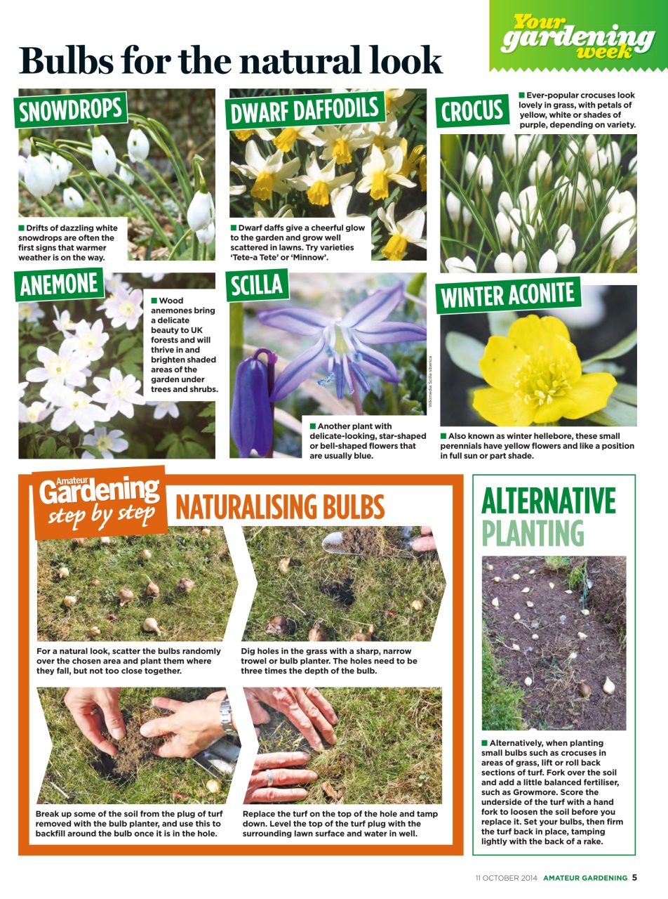 Amateur Gardening Preview Pages