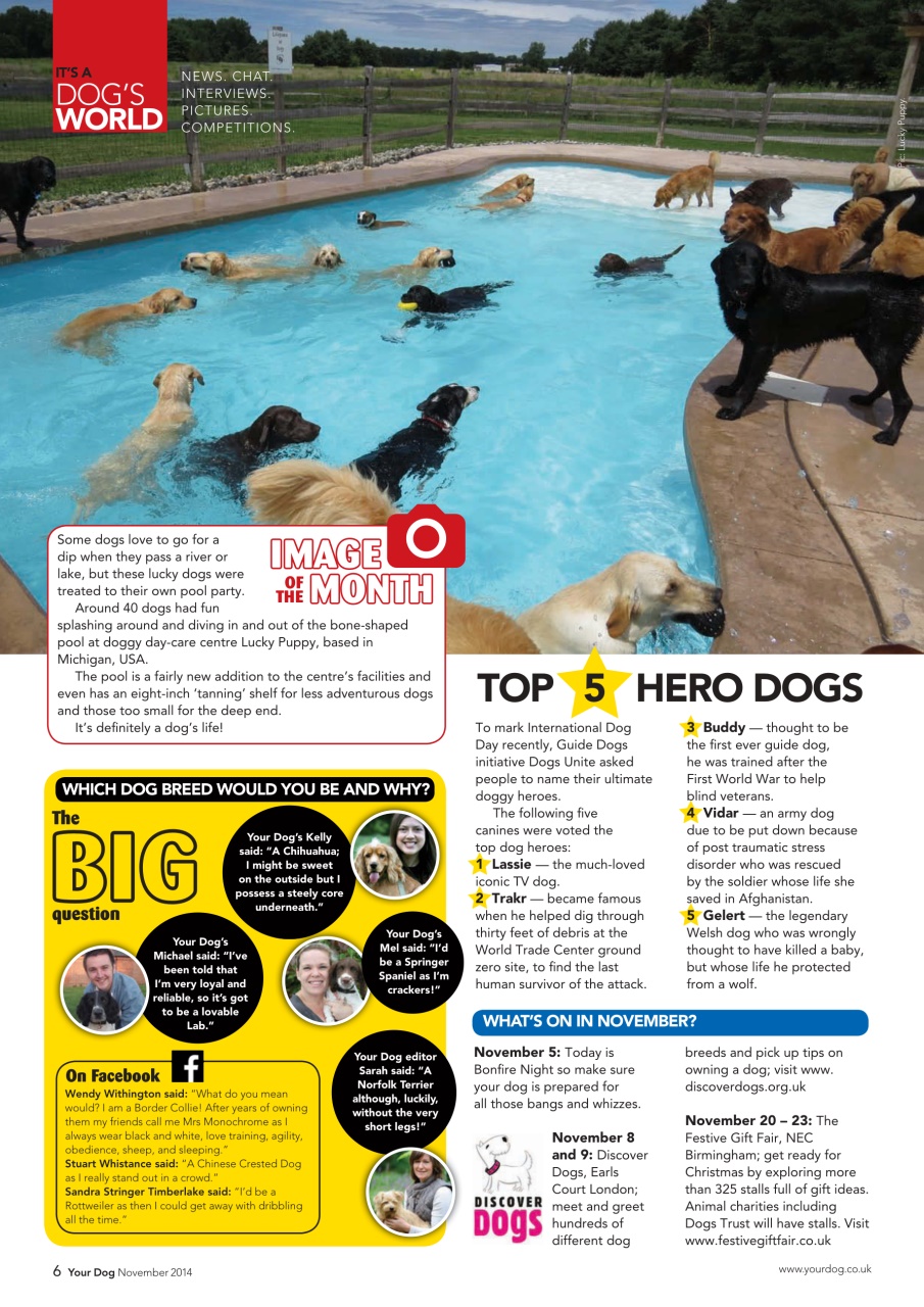 Your Dog Preview Pages