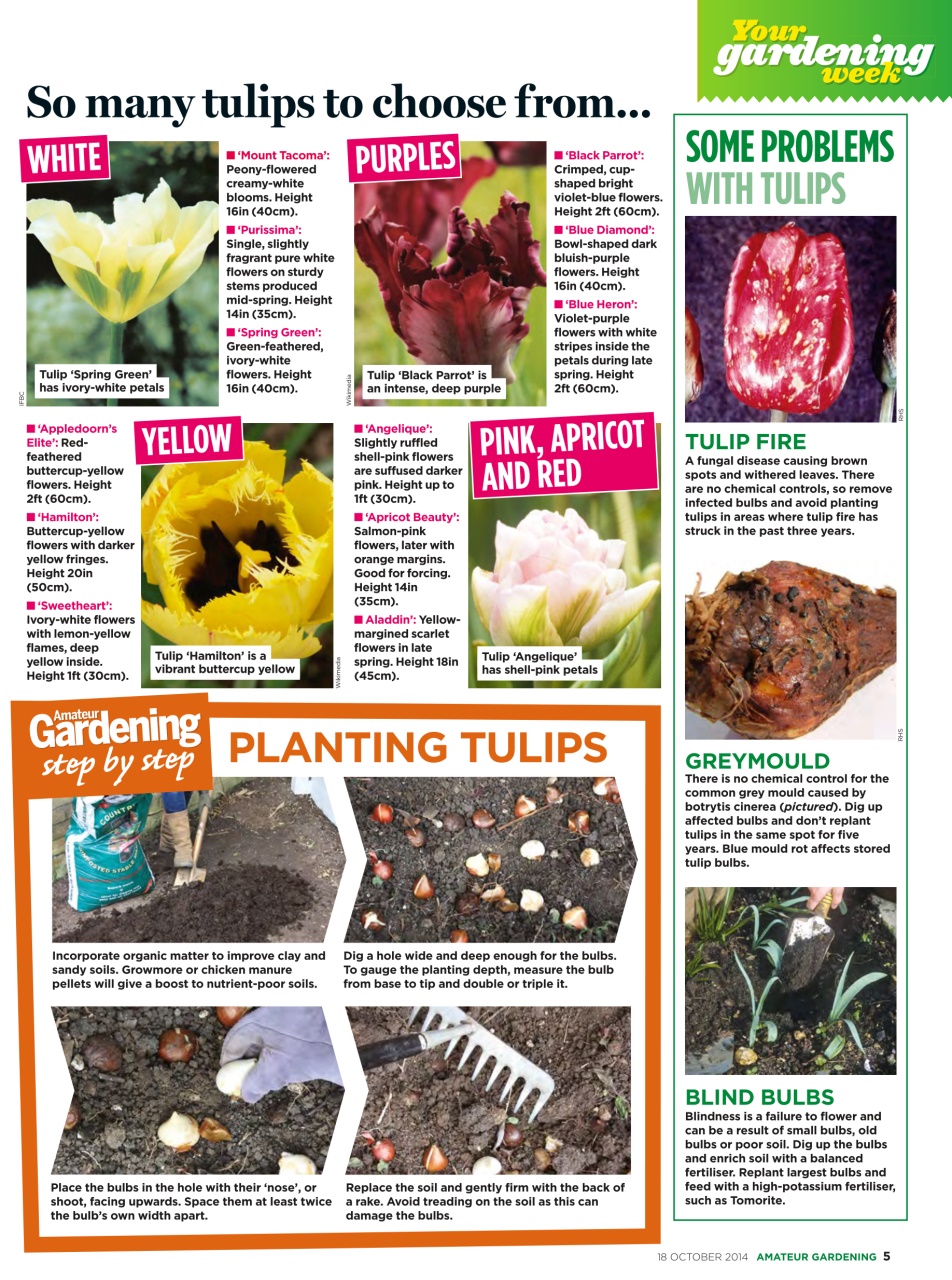 Amateur Gardening Preview Pages