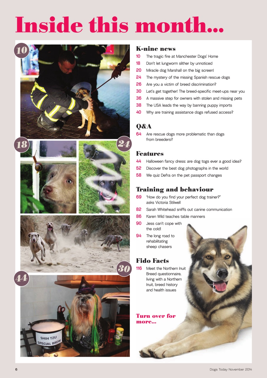 Dogs Today Magazine Preview Pages