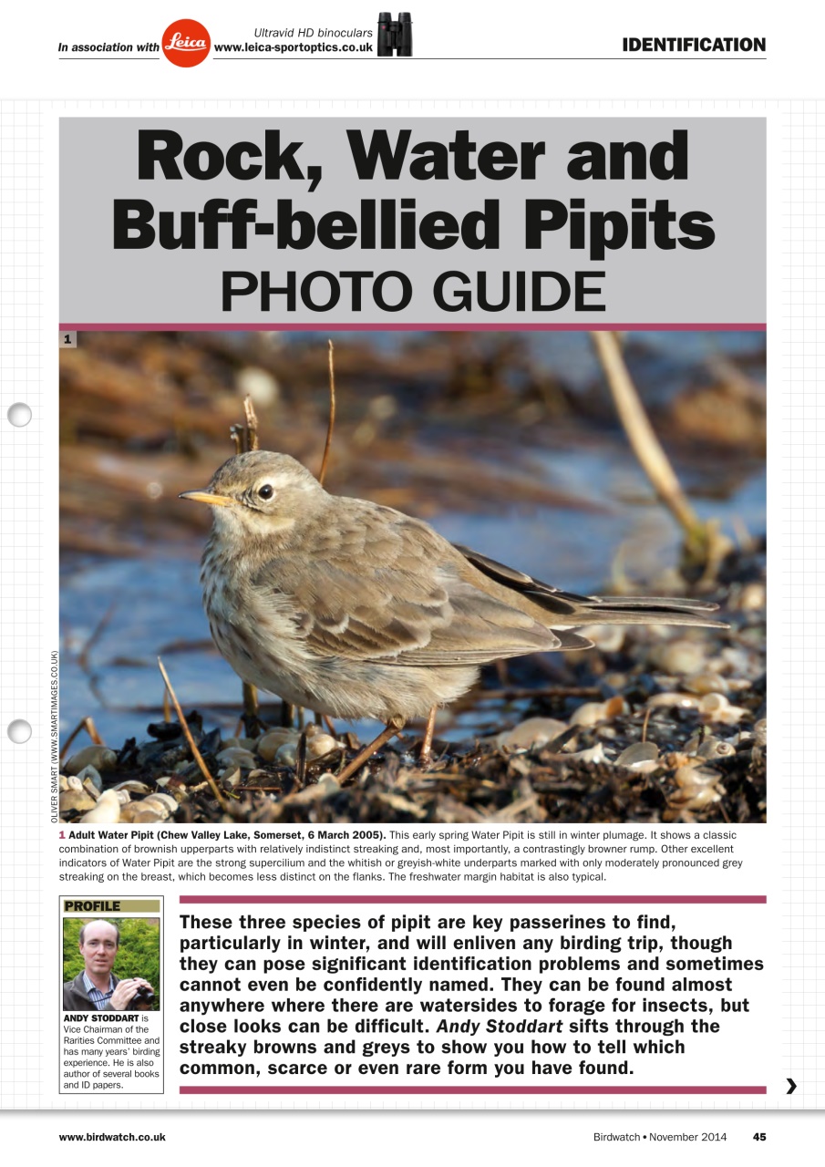 Birdwatch Magazine Preview Pages