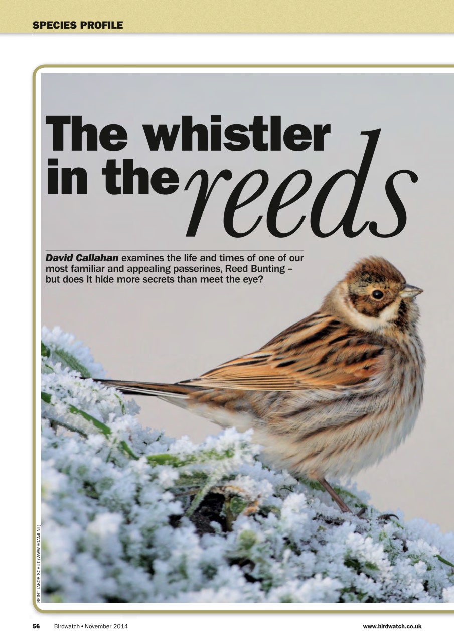 Birdwatch Magazine Preview Pages