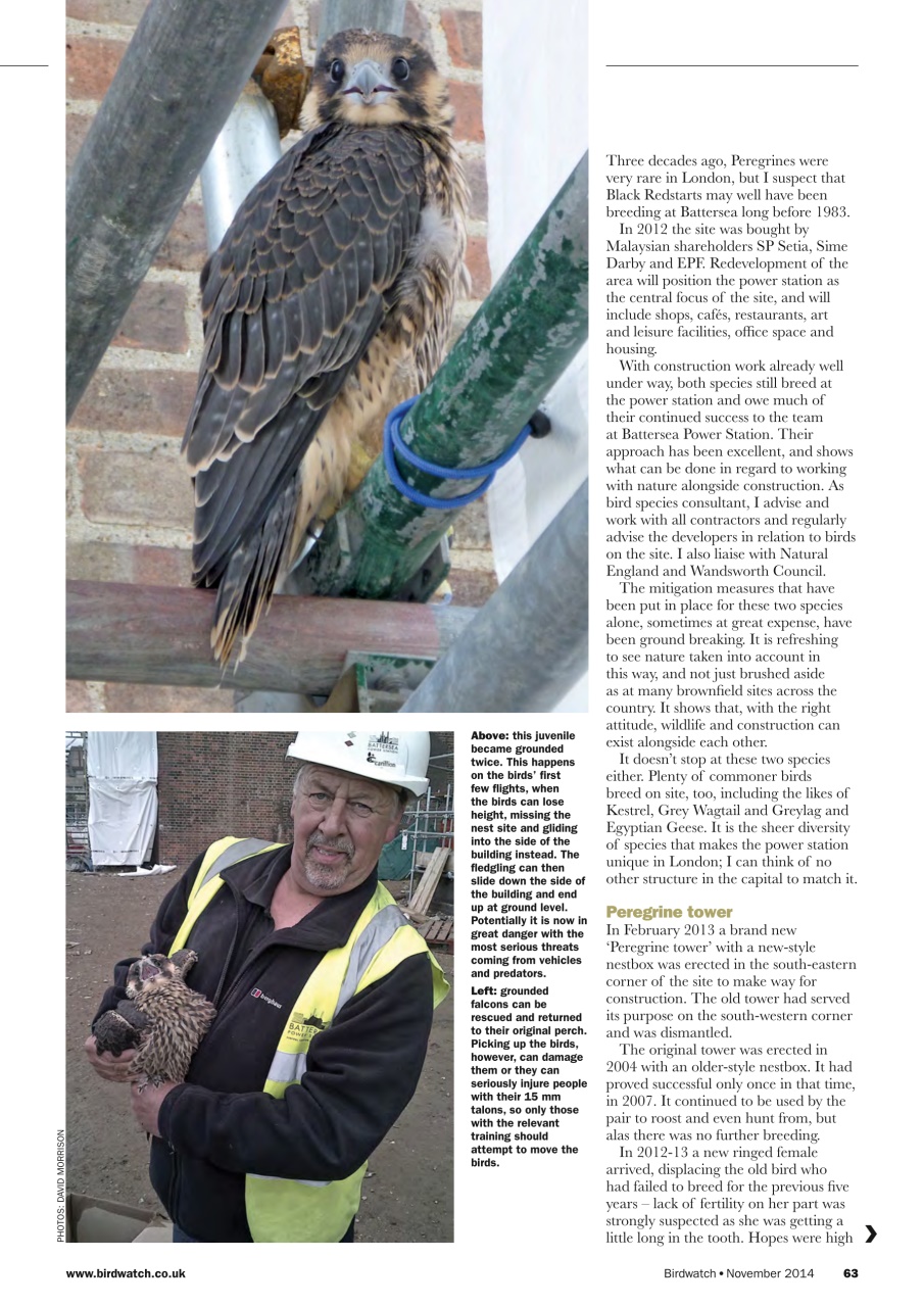 Birdwatch Magazine Preview Pages