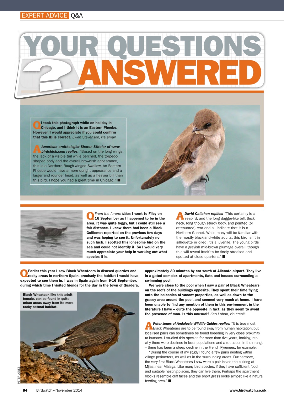 Birdwatch Magazine Preview Pages