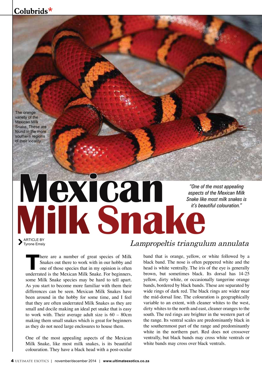 Ultimate Exotics Preview Pages