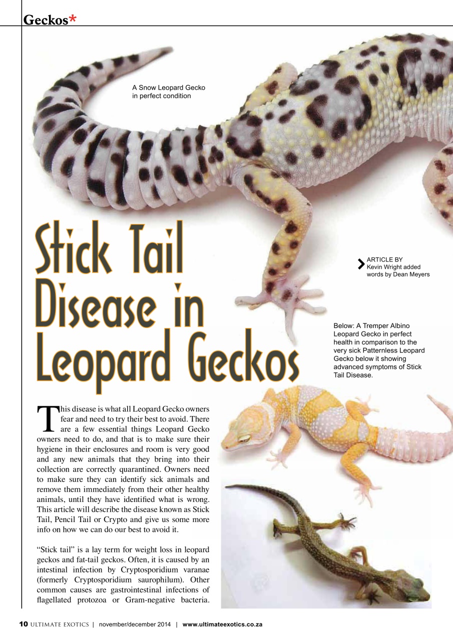 Ultimate Exotics Preview Pages