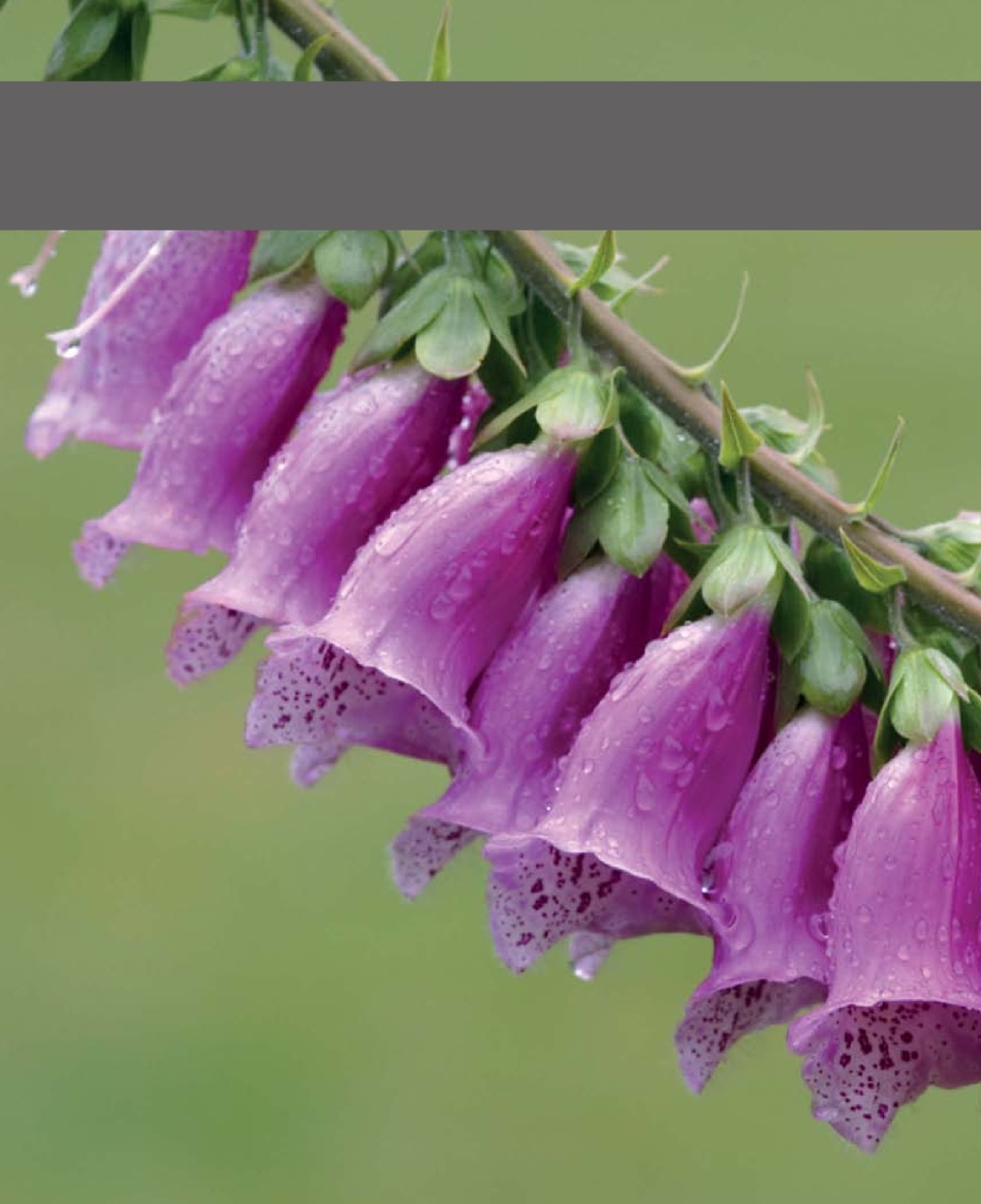 Outdoor Photography Preview Pages