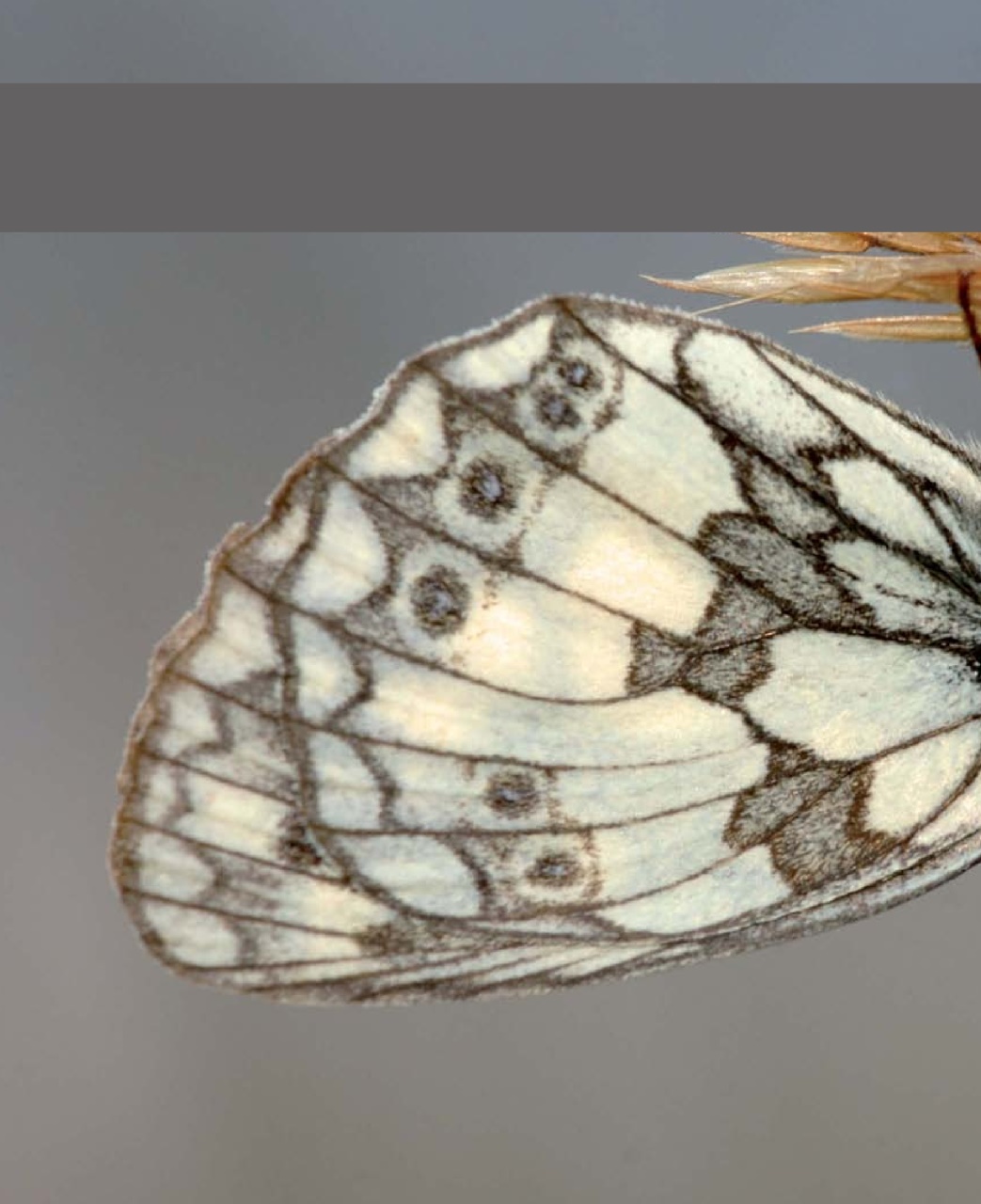 Outdoor Photography Preview Pages