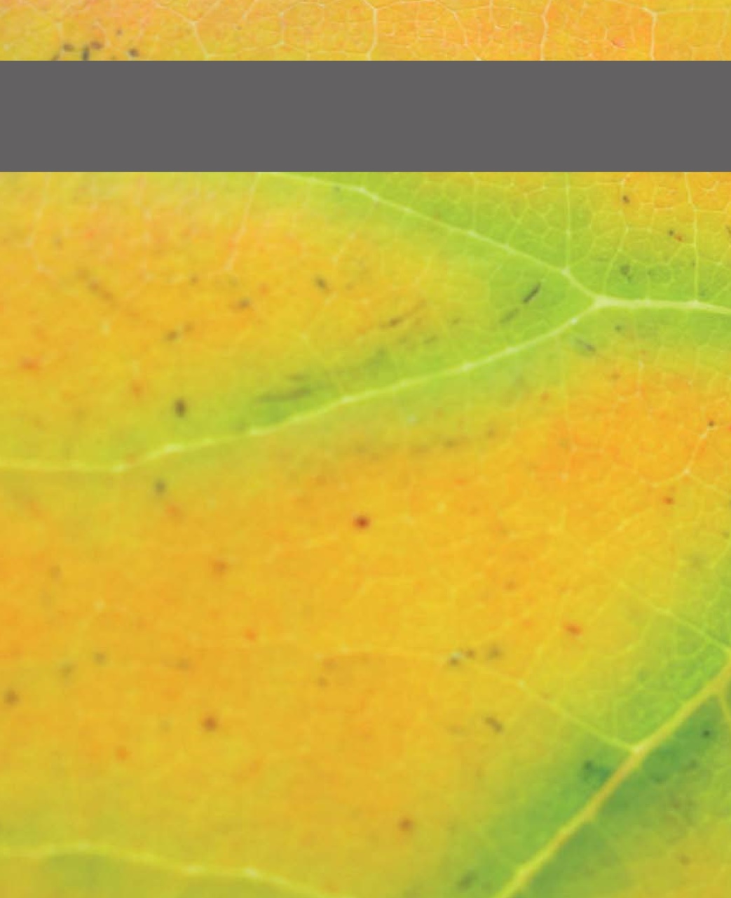 Black+White Photography Preview Pages