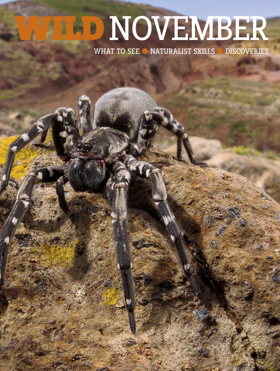 BBC Wildlife Magazine Preview Pages