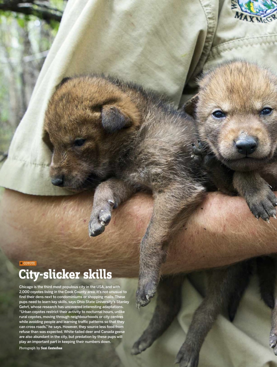 BBC Wildlife Magazine Preview Pages