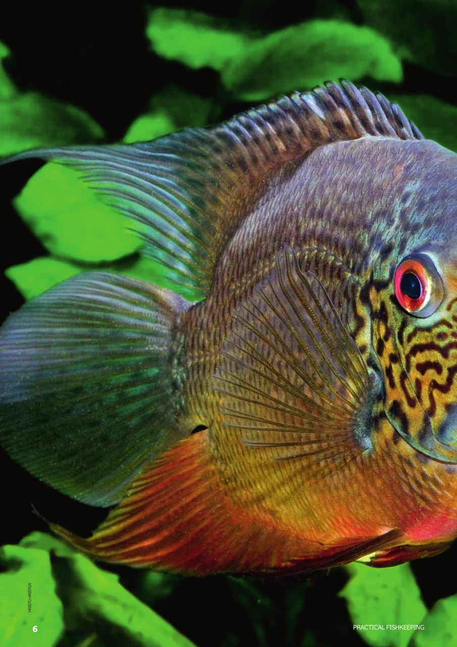 Practical Fishkeeping Preview Pages