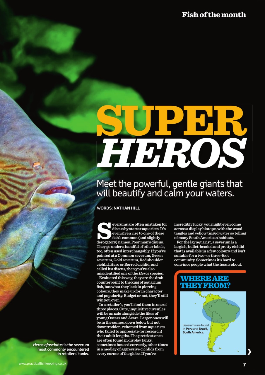 Practical Fishkeeping Preview Pages