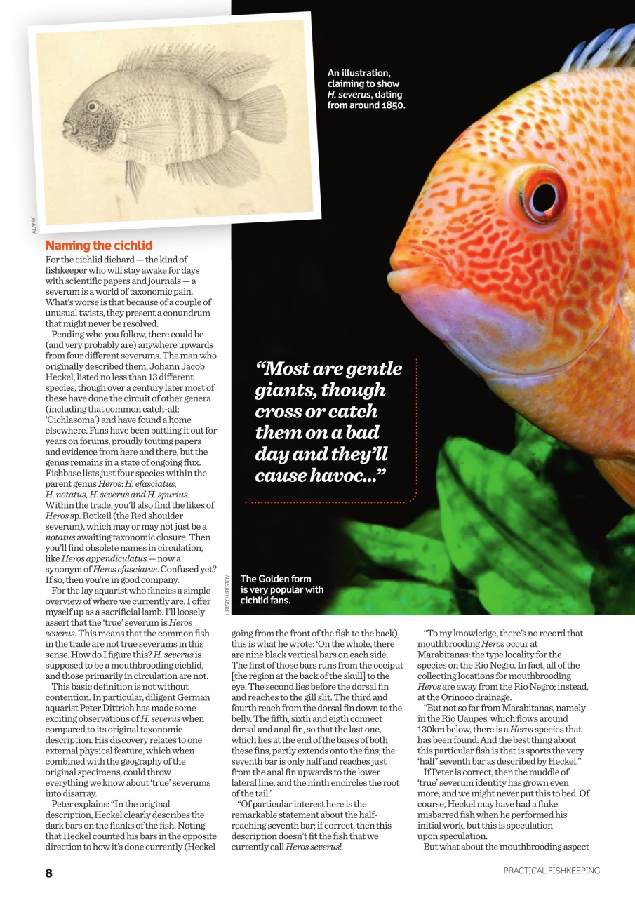 Practical Fishkeeping Preview Pages