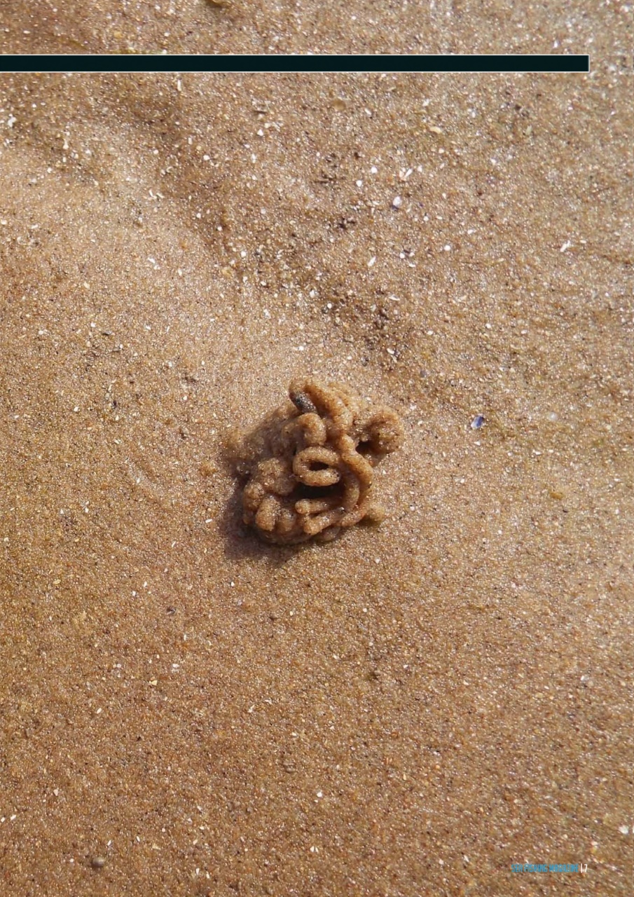 Sea Fishing Magazine Preview Pages