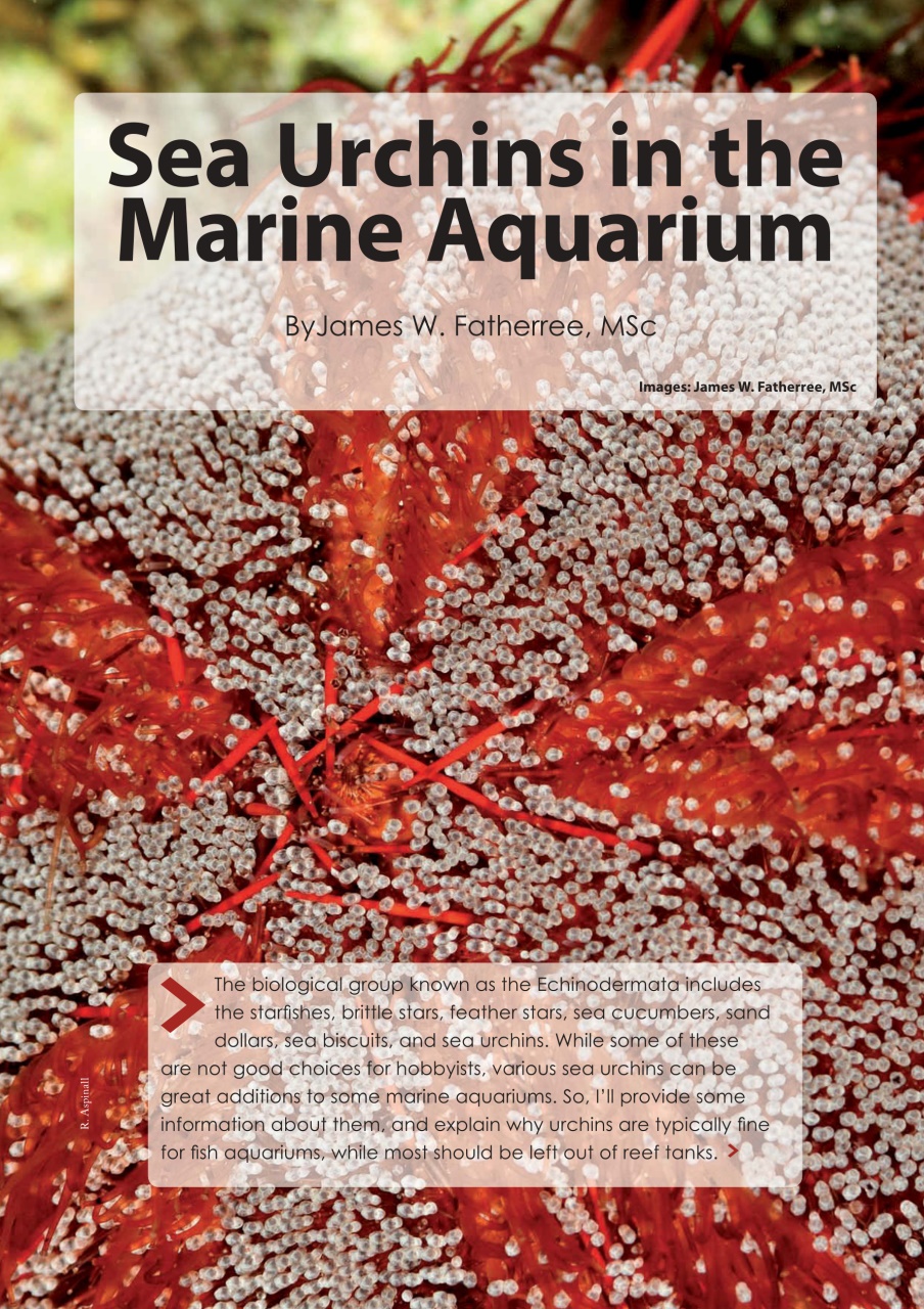 UltraMarine Magazine Preview Pages