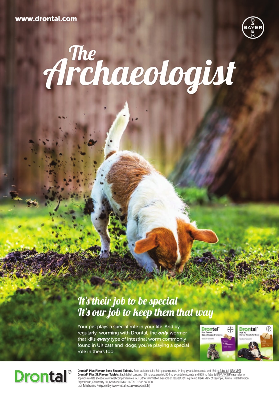 Dogs Today Magazine Preview Pages