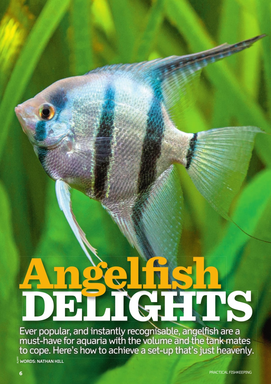 Practical Fishkeeping Preview Pages