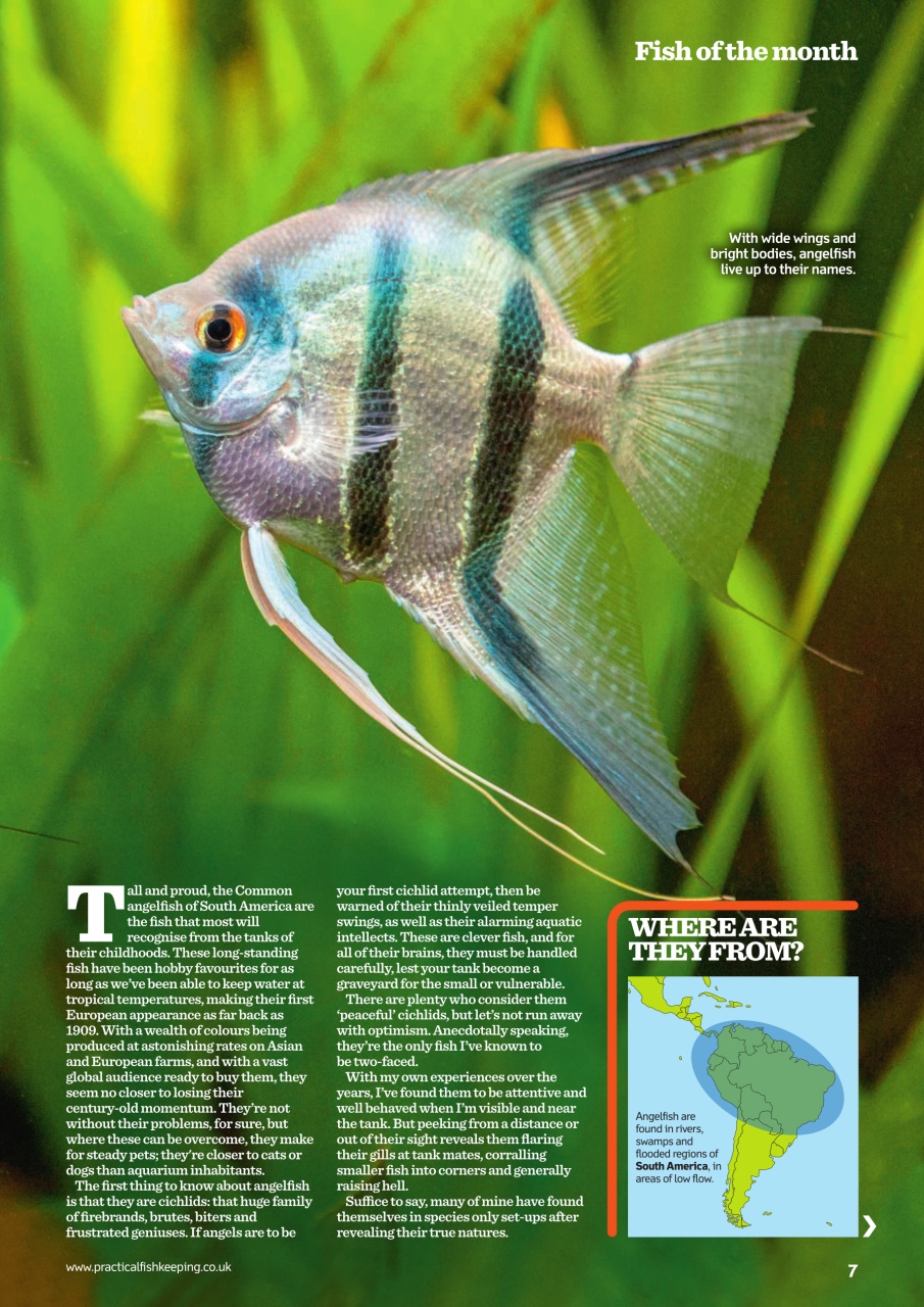 Practical Fishkeeping Preview Pages