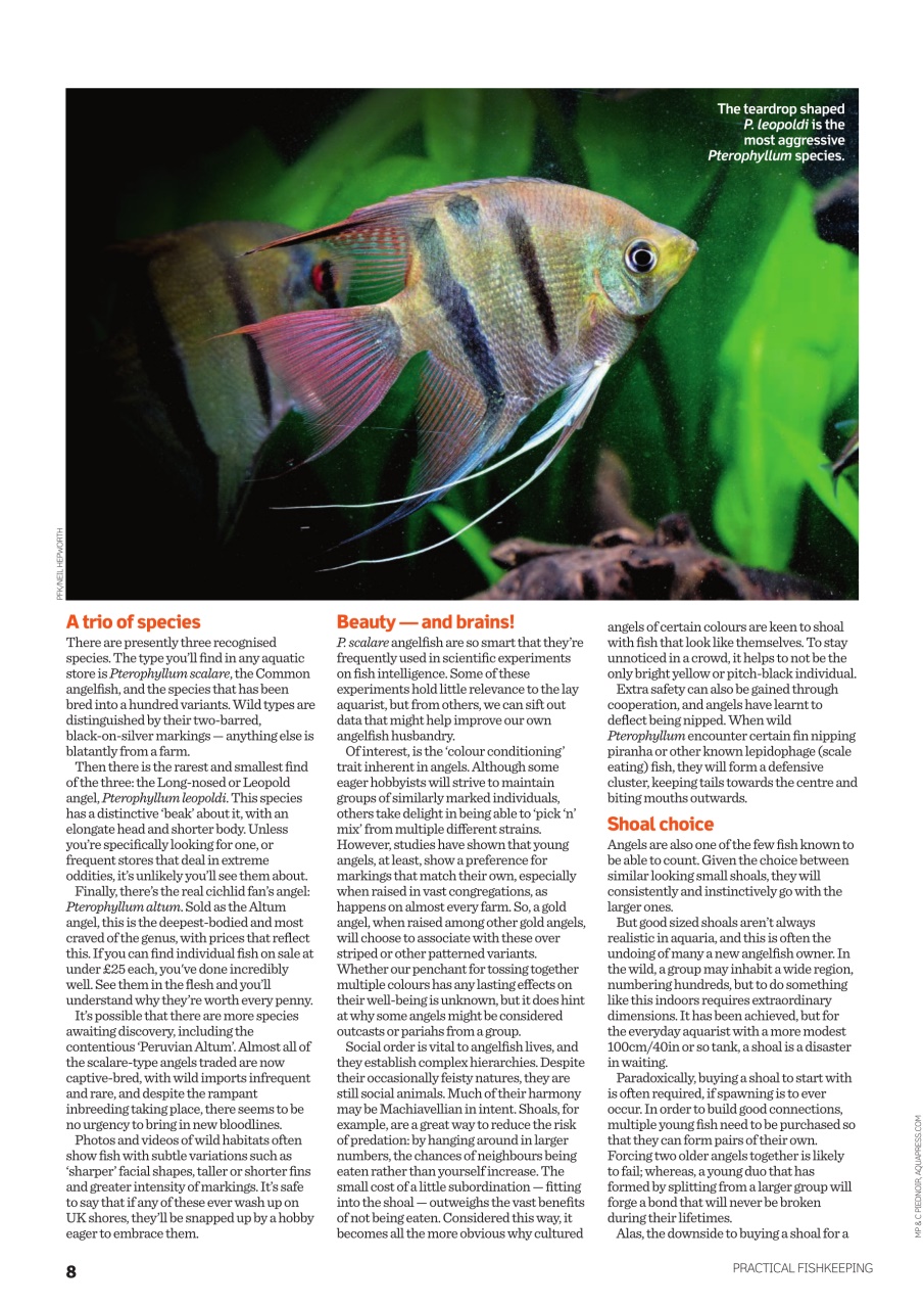 Practical Fishkeeping Preview Pages