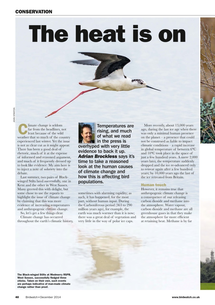 Birdwatch Magazine Preview Pages