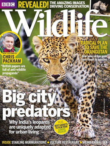 BBC Wildlife Magazine issue 