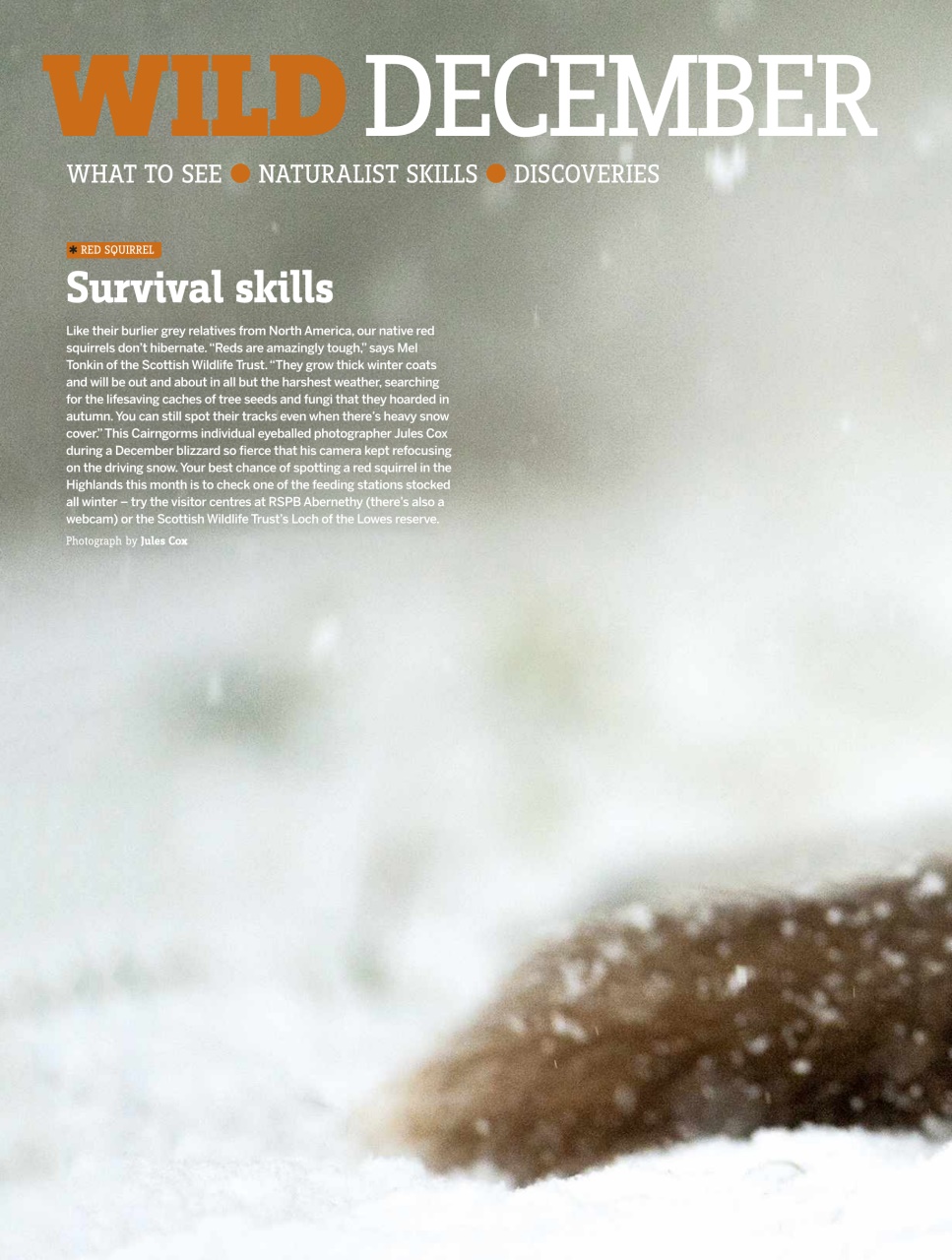 BBC Wildlife Magazine Preview Pages