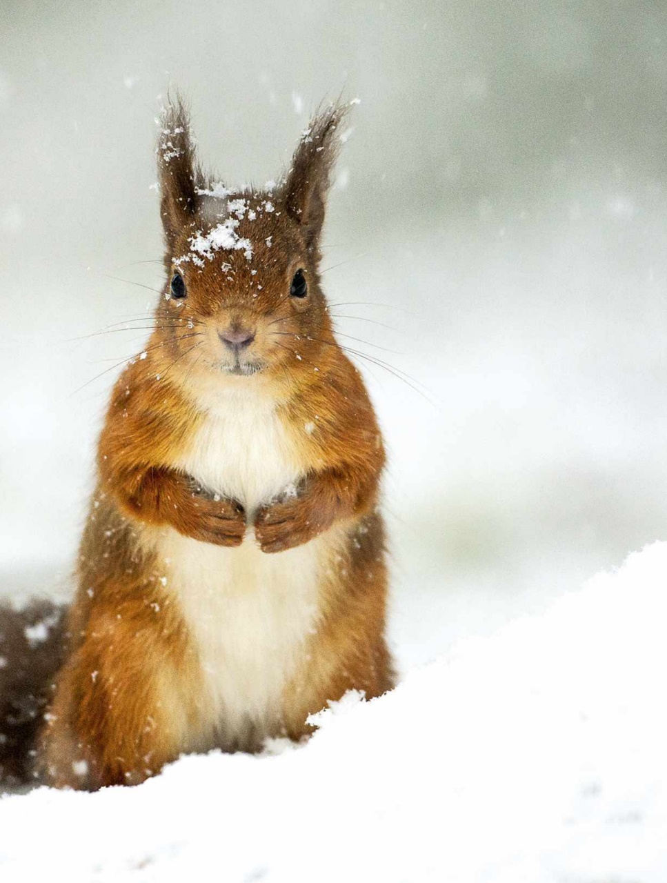 BBC Wildlife Magazine Preview Pages