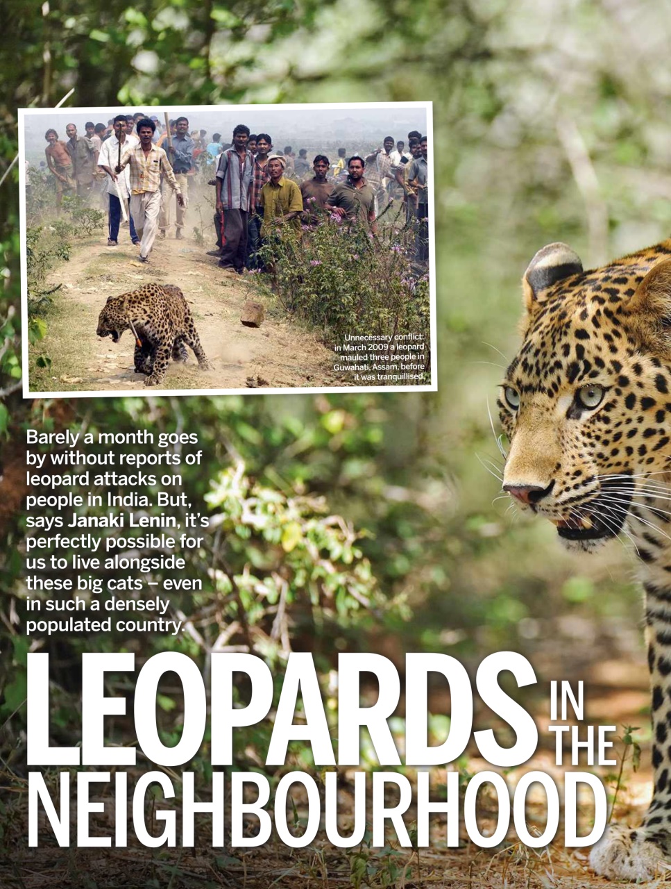 BBC Wildlife Magazine Preview Pages