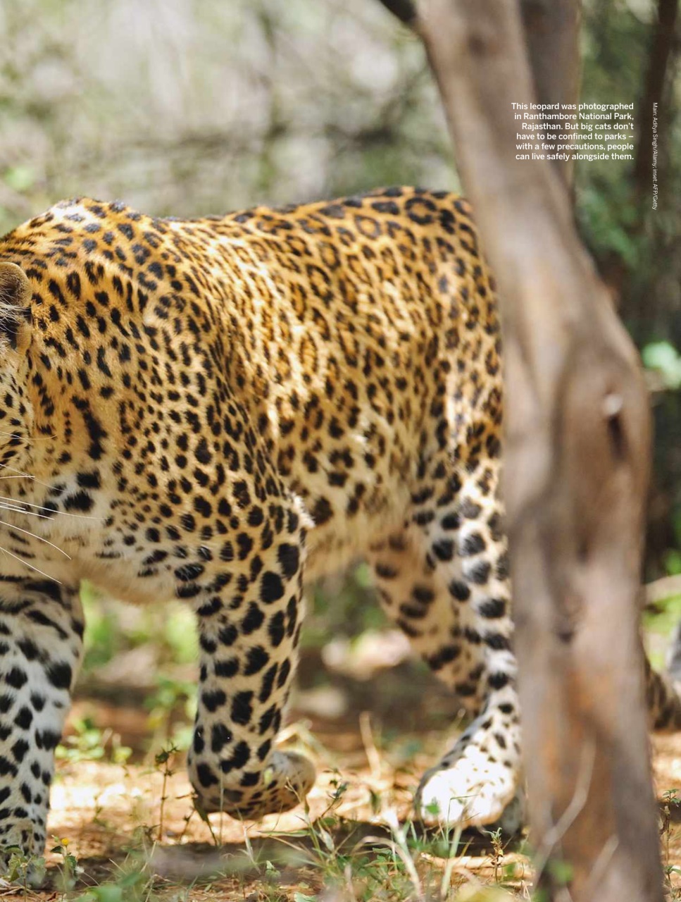BBC Wildlife Magazine Preview Pages