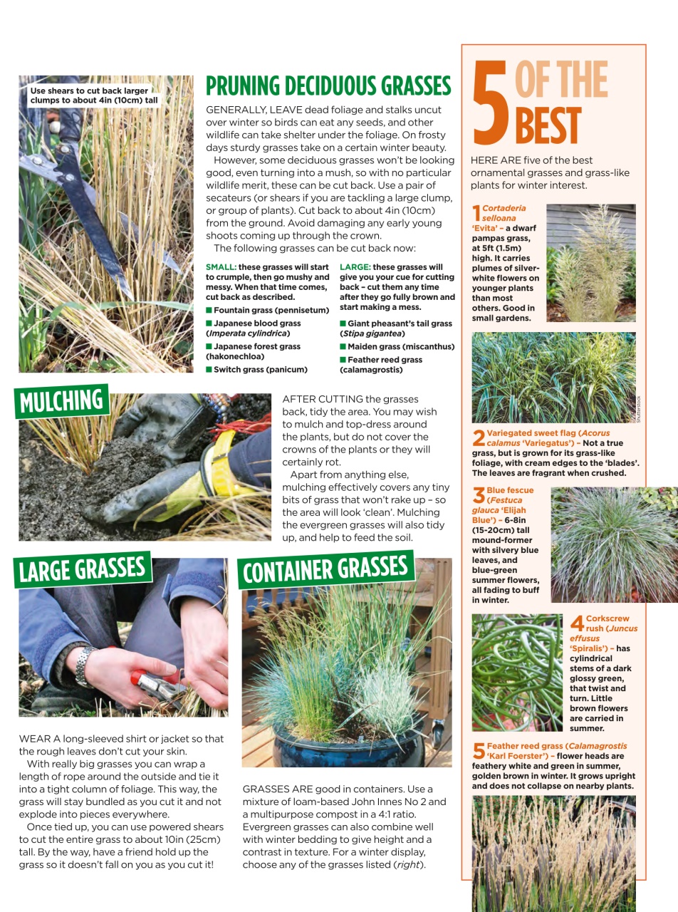 Amateur Gardening Preview Pages