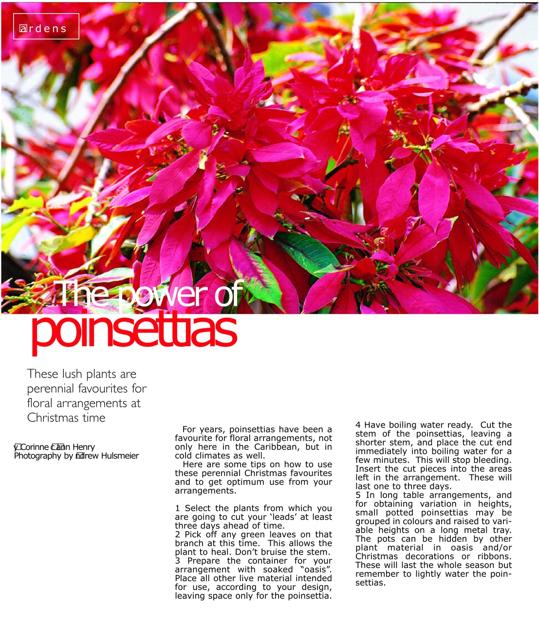 Island Life Preview Pages