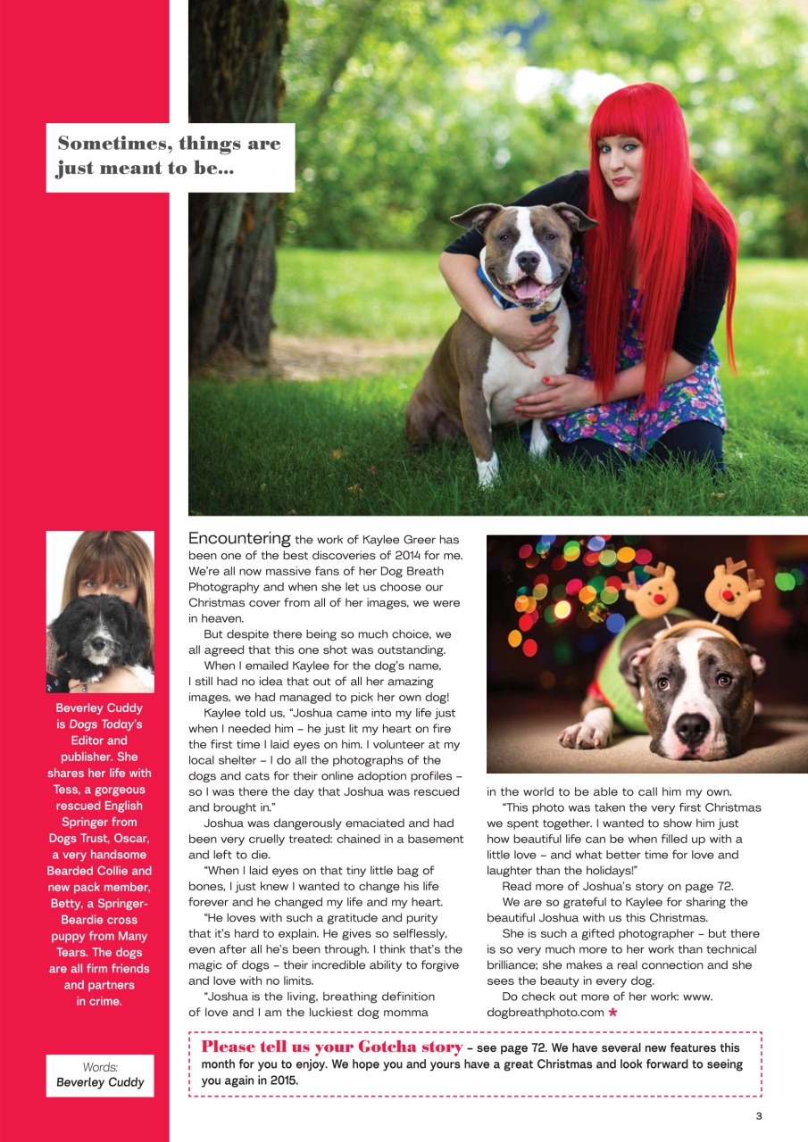 Dogs Today Magazine Preview Pages