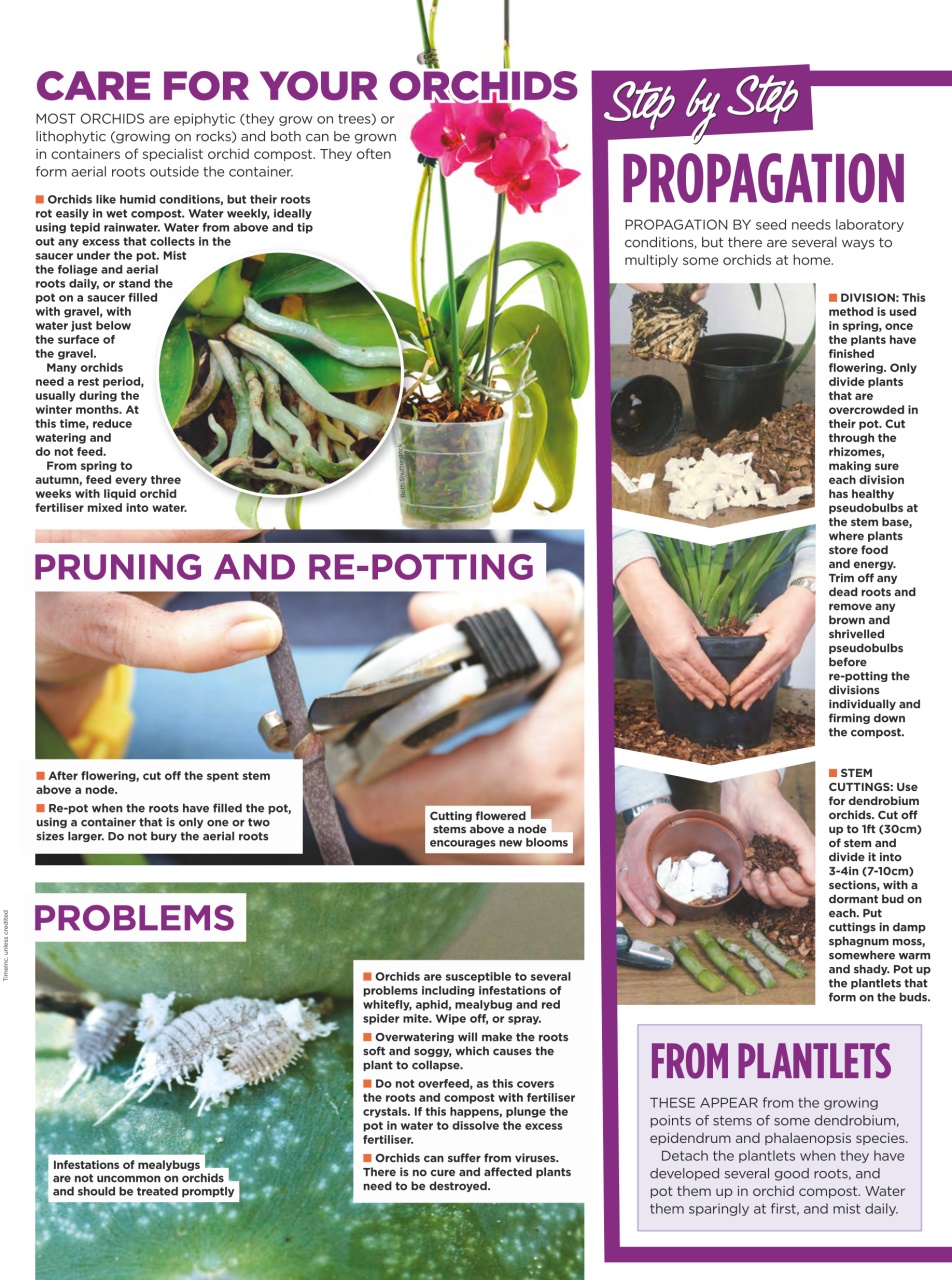 Amateur Gardening Preview Pages