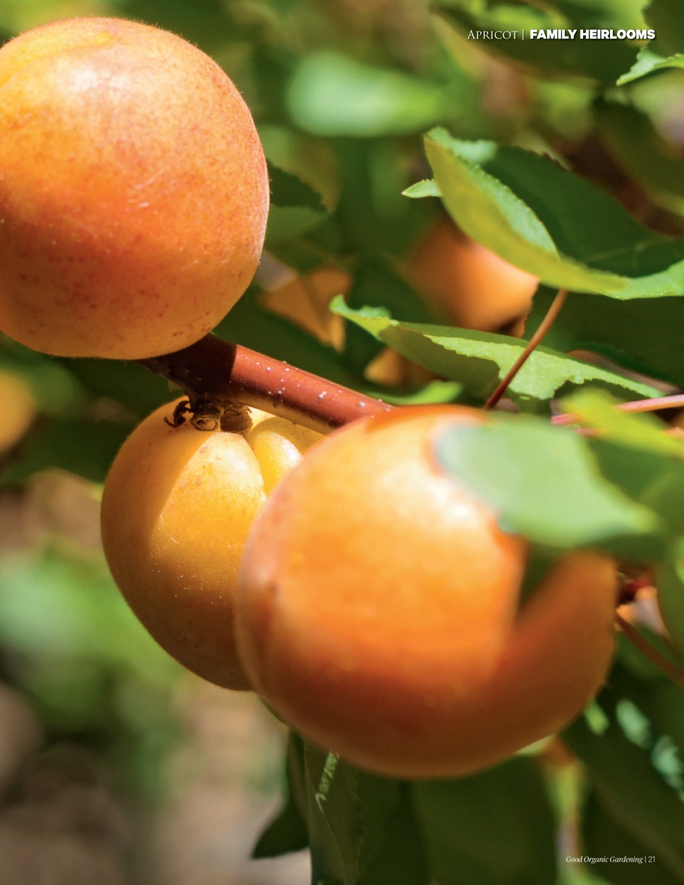 Good Organic Gardening Preview Pages