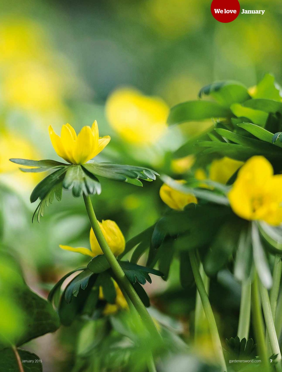 BBC Gardeners’ World Magazine Preview Pages