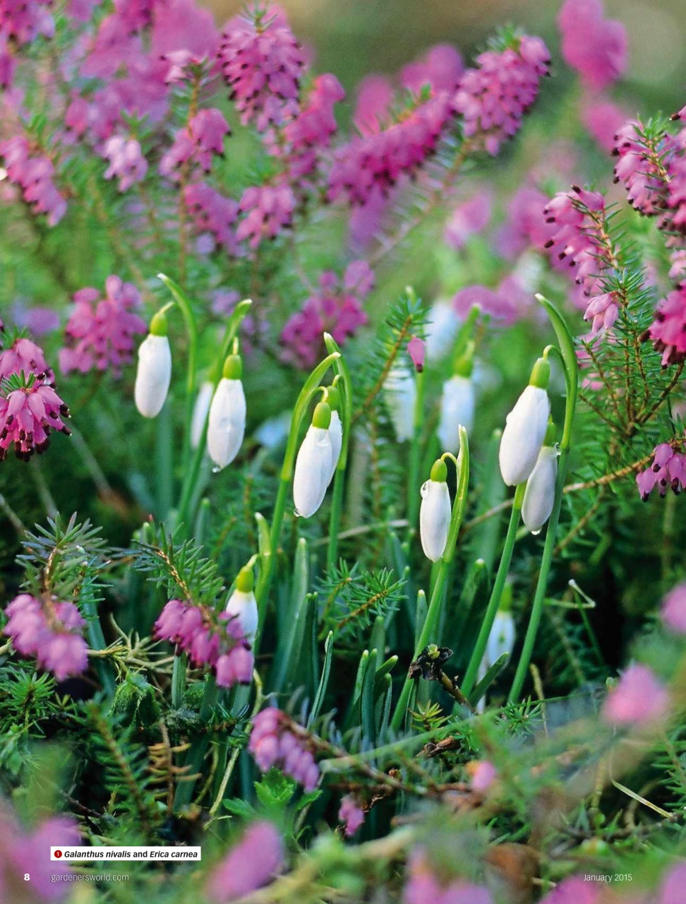 BBC Gardeners’ World Magazine Preview Pages