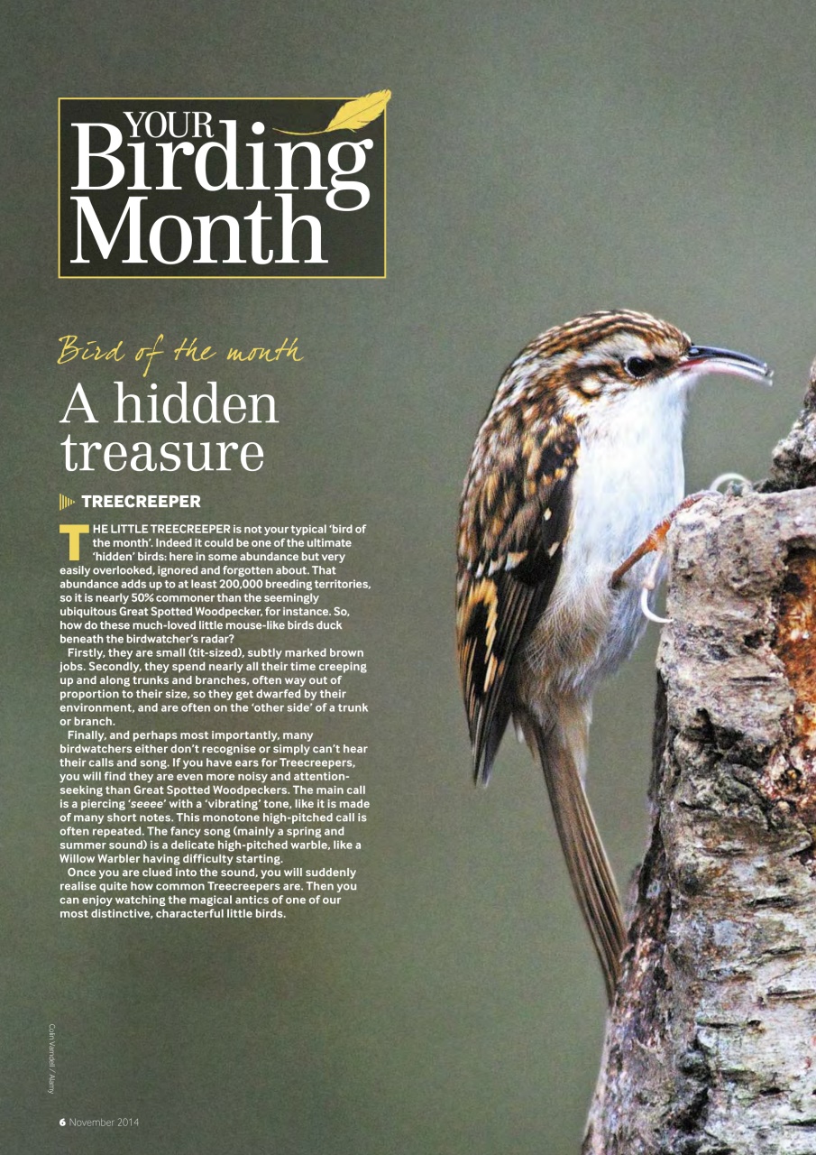 Bird Watching Preview Pages