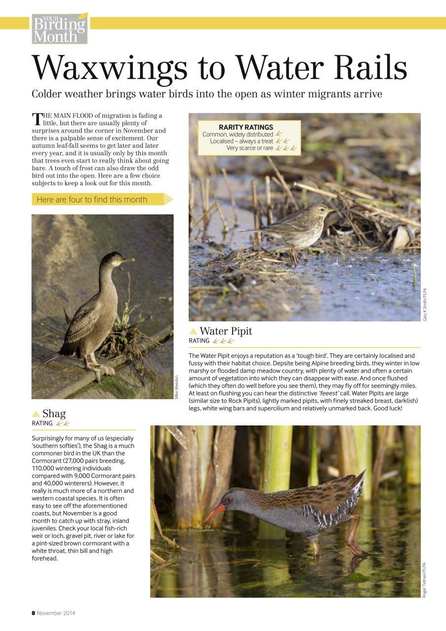 Bird Watching Preview Pages